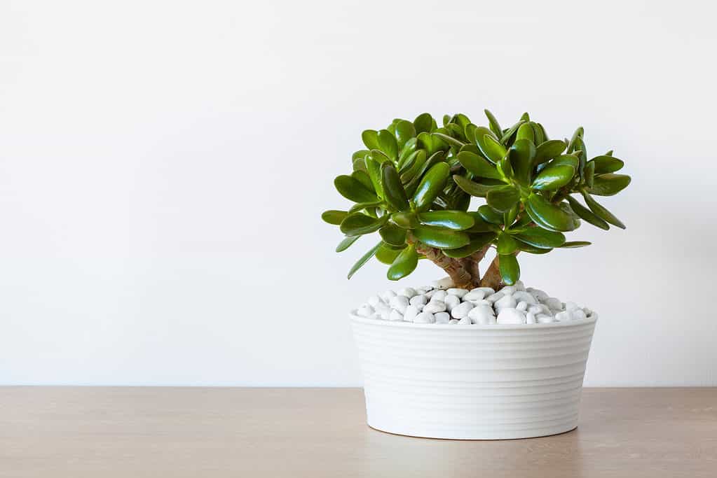 Houseplant Crassula ovata jade plant in white pot.