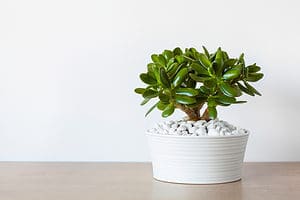 Growing Jade Indoors – A Complete Houseplant Care Guide Picture