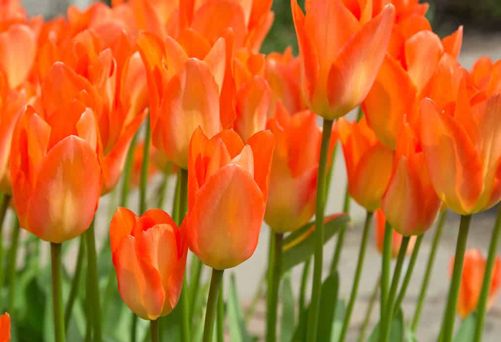 Garden of Orange Emperor Tulips in bloom
