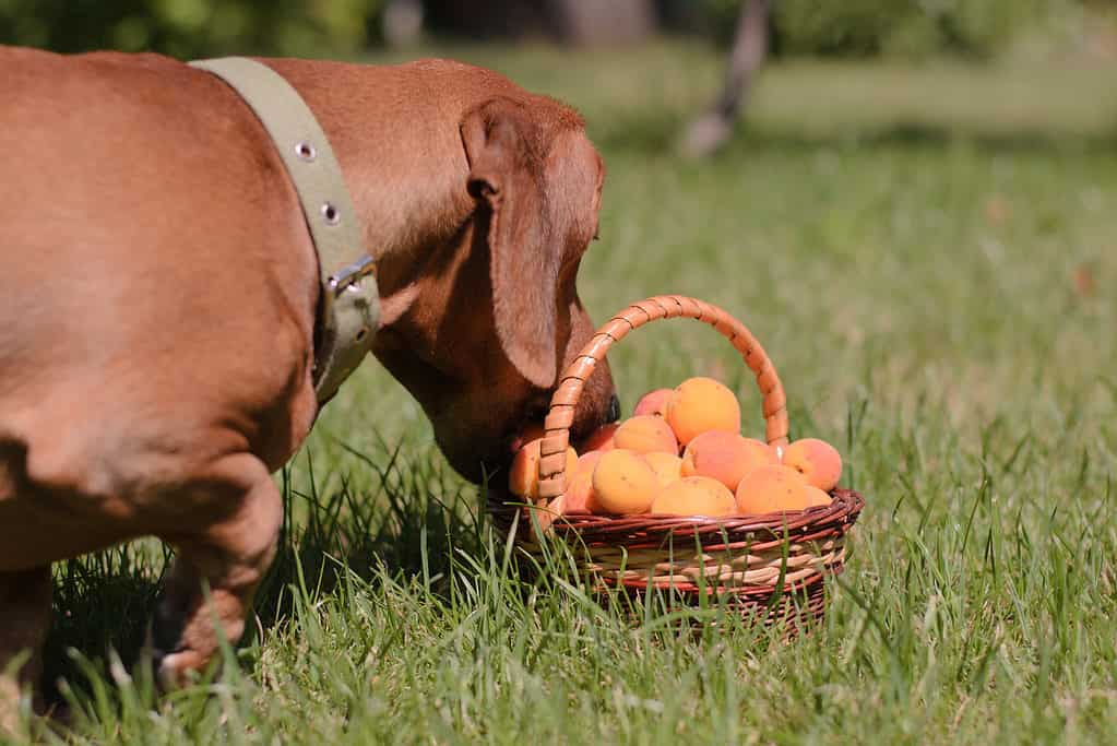 Fresh apricots can be a better choice for dogs than dried