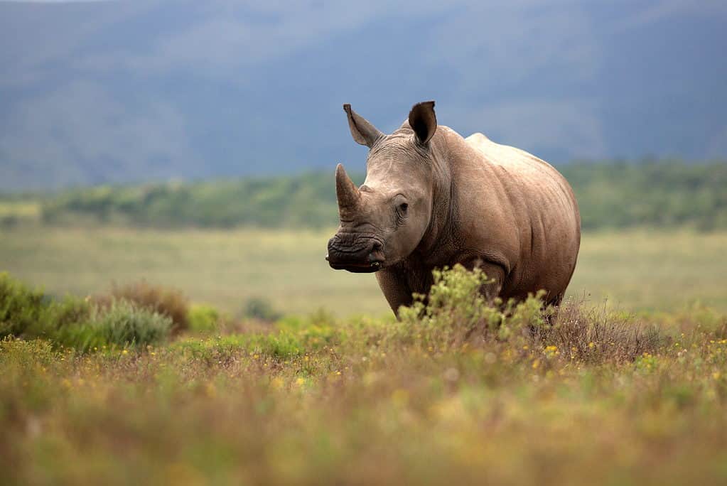 Rhino looking at camera