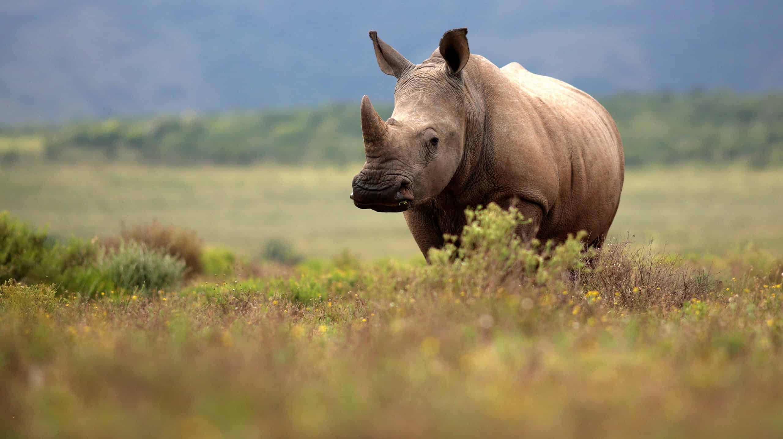Rhino looking at camera