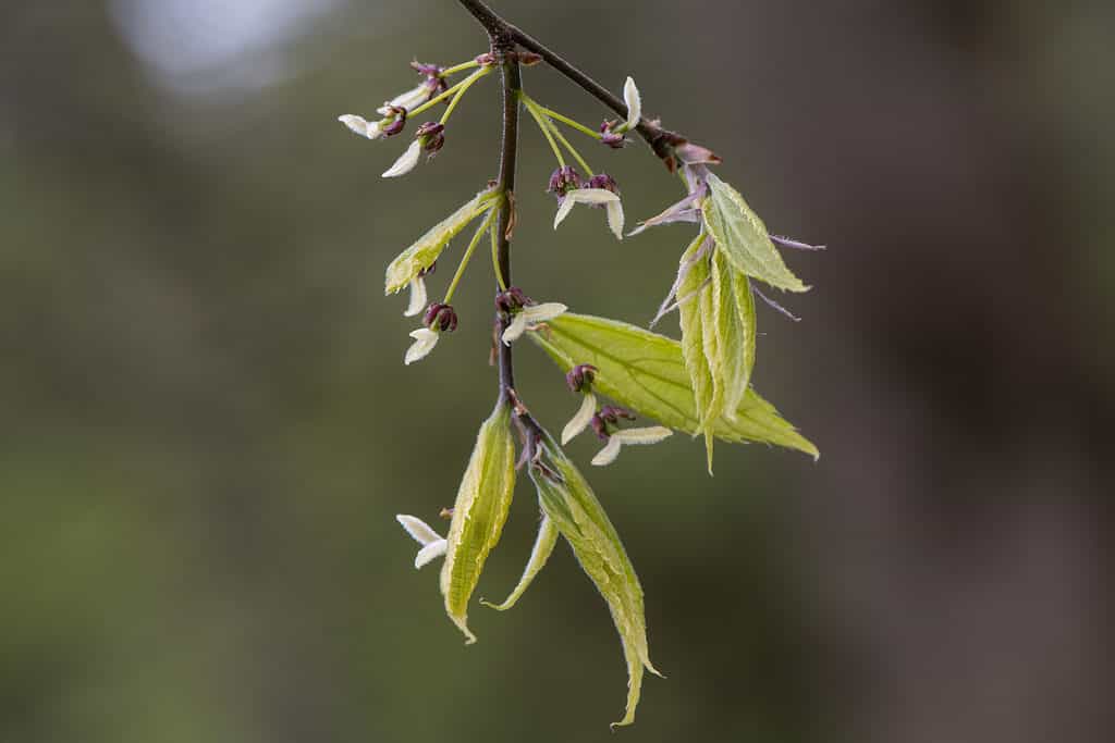 The green leaves of the netleaf hackberry have a texture similar to fine sandpaper.