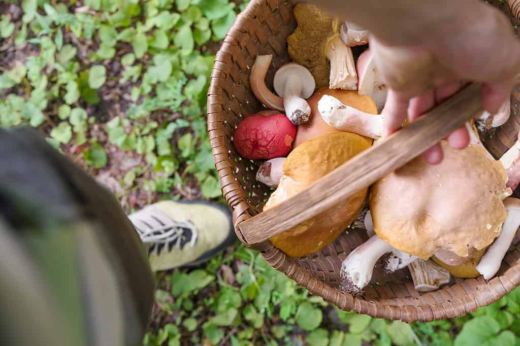 Someone holding basket of foraged wild mushrooms