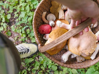 A Mushroom Hunting in Pennsylvania: A Complete Guide