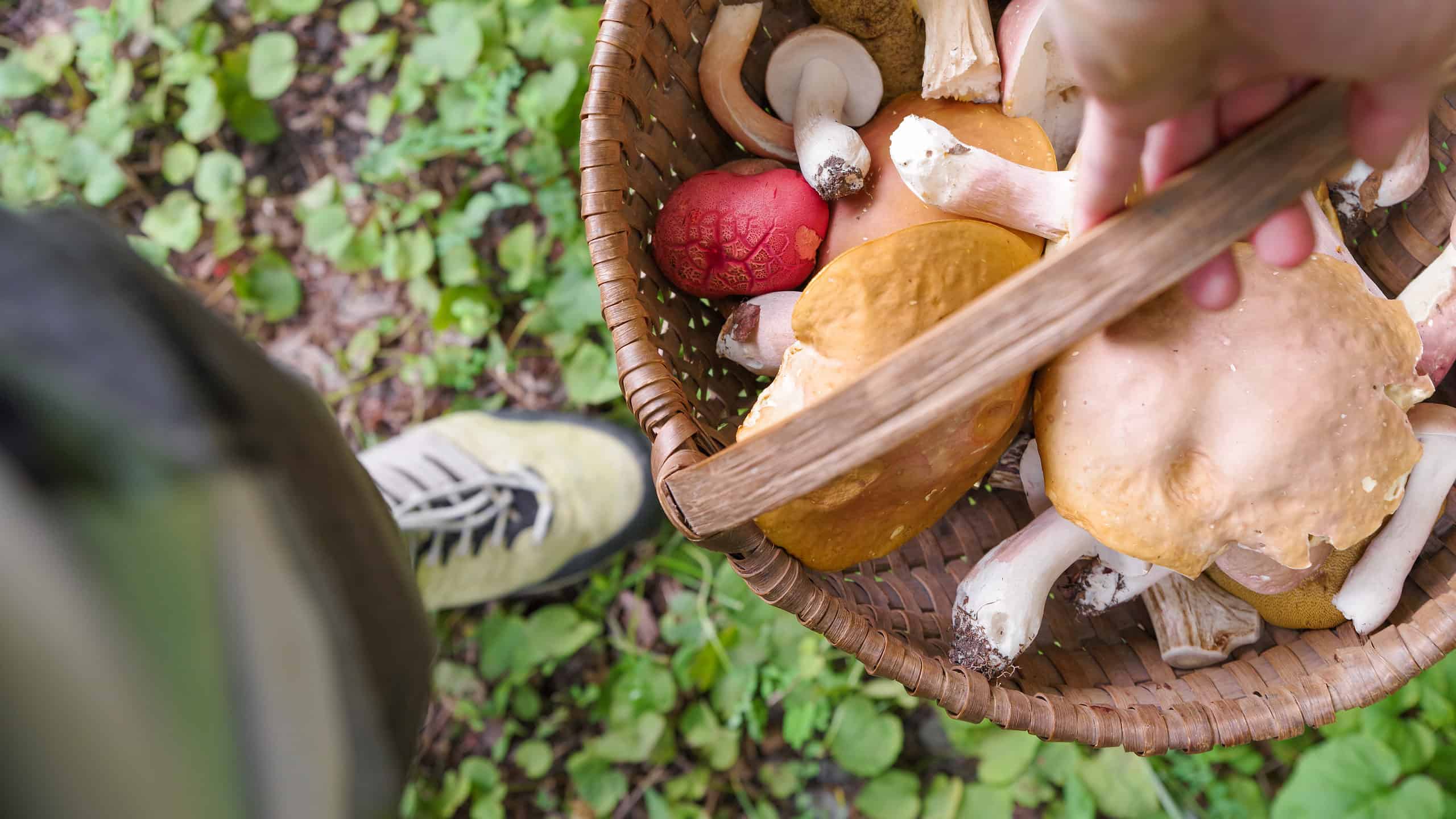 Someone holding basket of foraged wild mushrooms