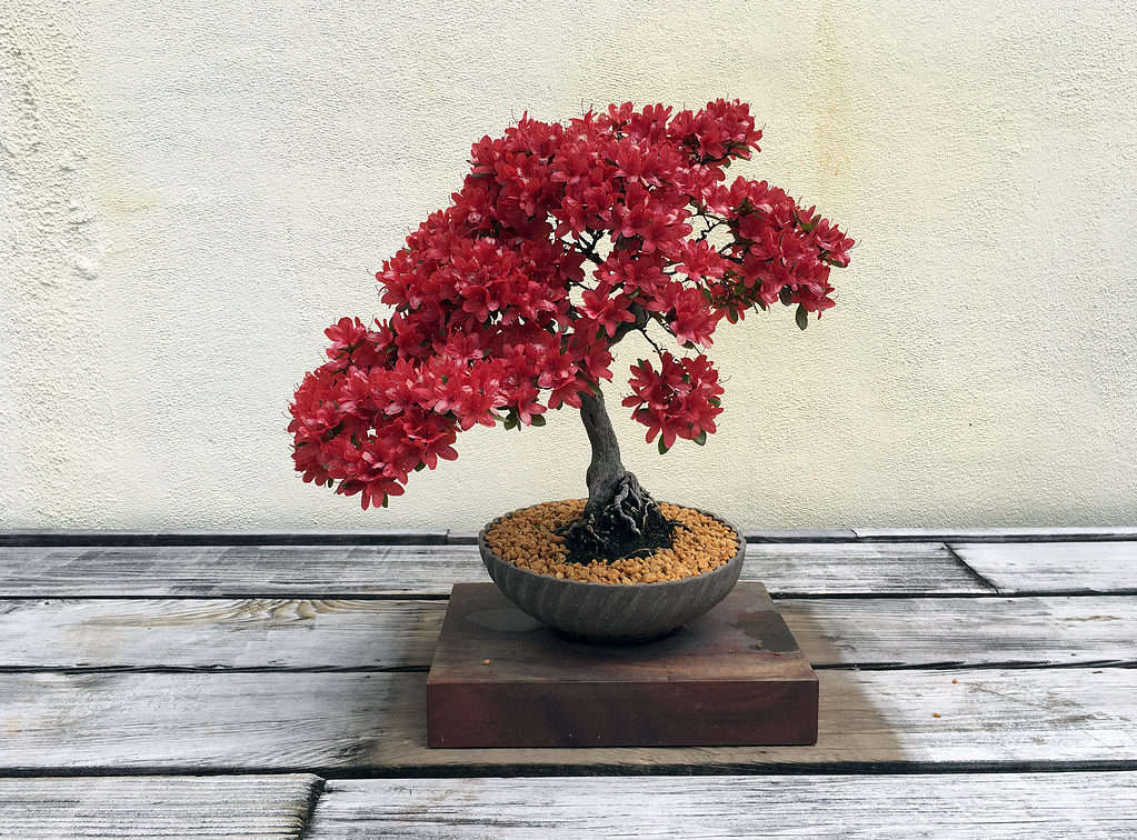 Deep red azalea bonsai