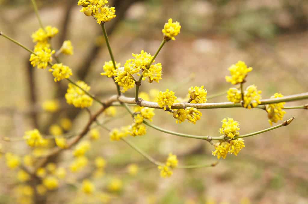 Spicebush (Lindera benzoin) with yellow flowers