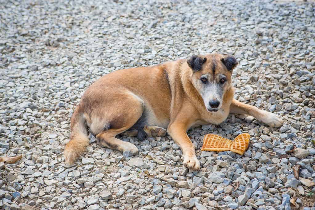 Senior dog protecting his waffle