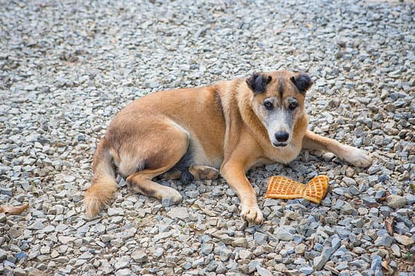 Can Dogs Eat Waffles? - A-Z Animals