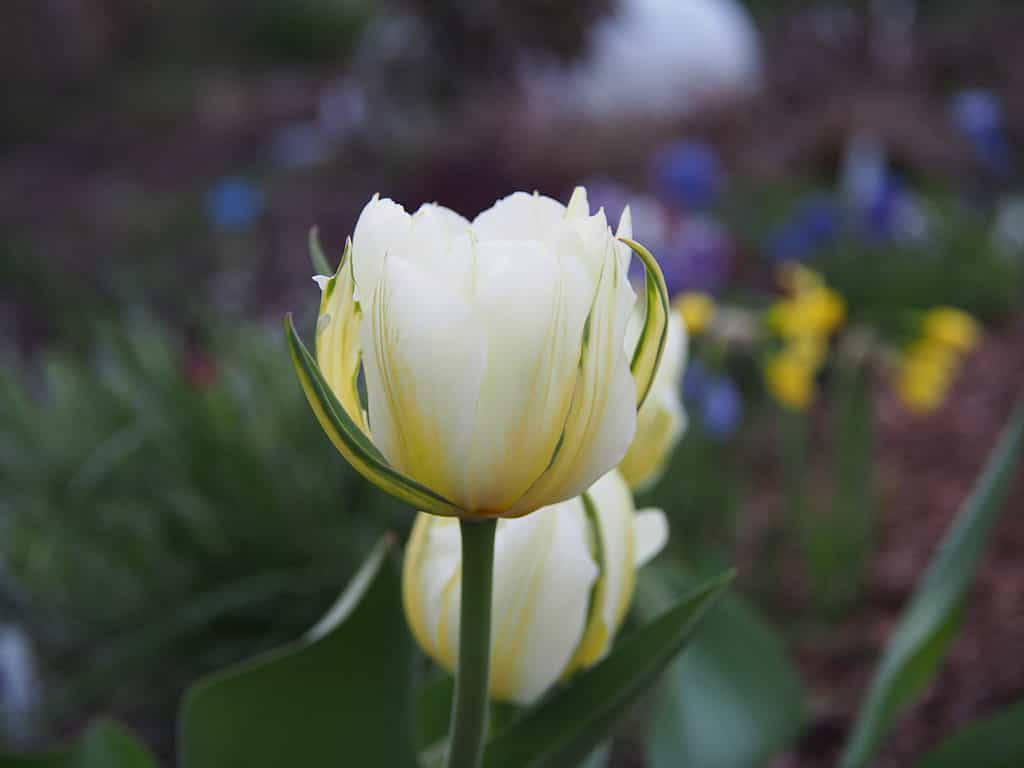 White Exotic Emperor Tulip with yellow accents and green stripes