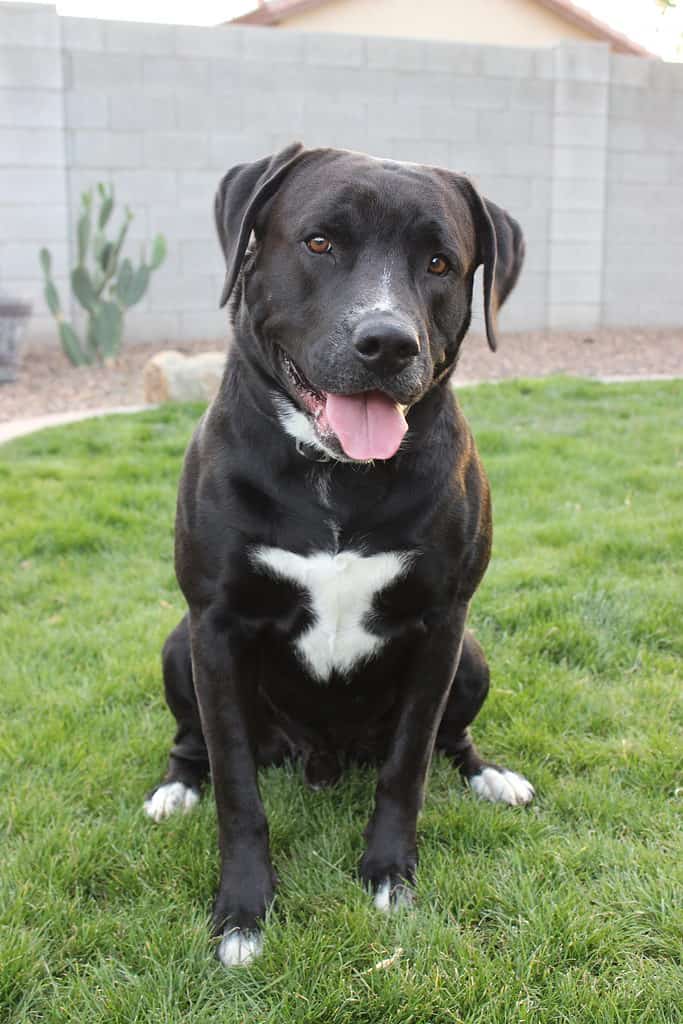 Labrador retriever sales bulldog mix