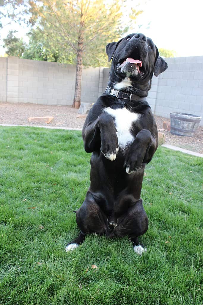 english bulldog mix with lab