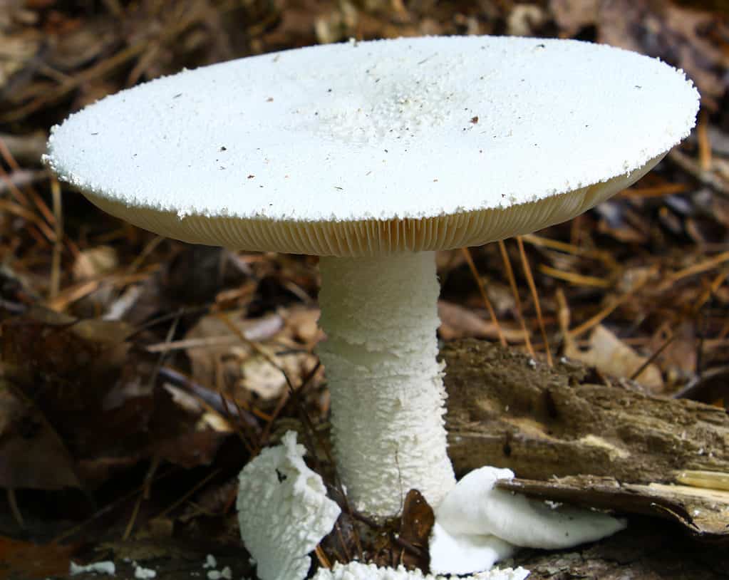 Destroying angel (Amanita bisporigera)