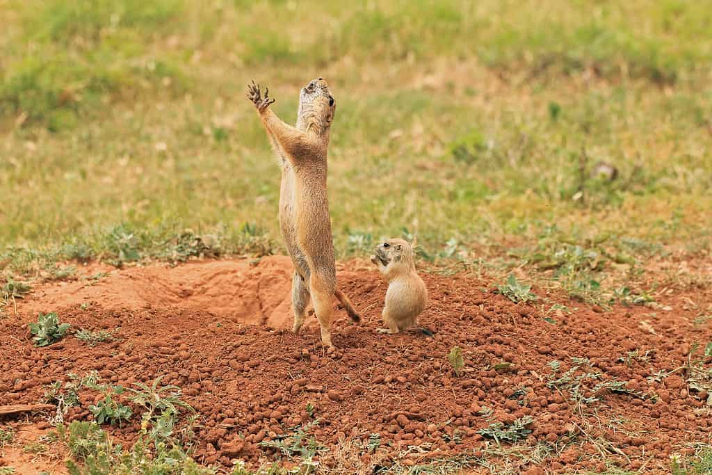 Mother black tailed prairie dog sounding alarm as baby watches and learns in the Texas Panhandle
