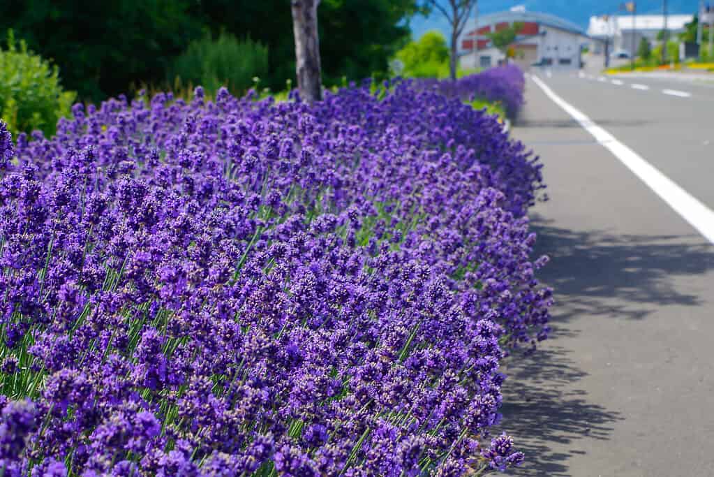 Hidcote English lavender (Lavandula angustifolia)