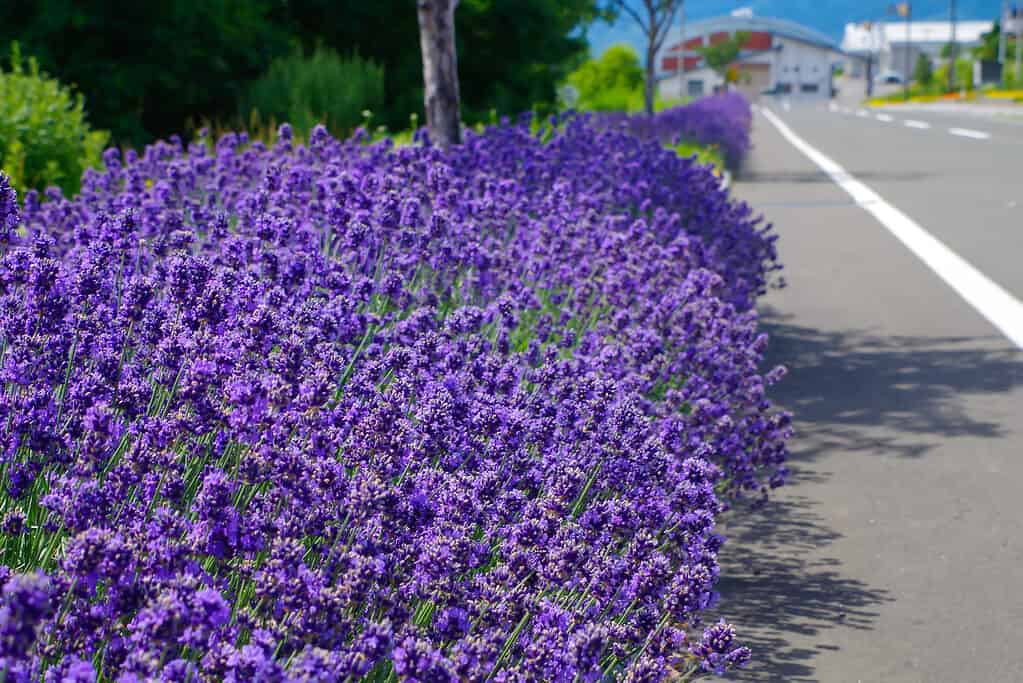 English lavender (Lavandula angustifolia)