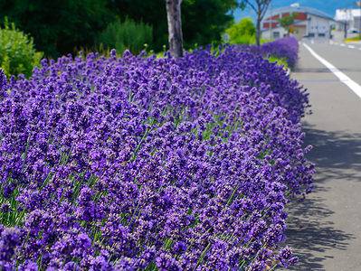 A The Best Perennial Flowers for New Mexico: 11 Options for a Gorgeous Bloom Every Year