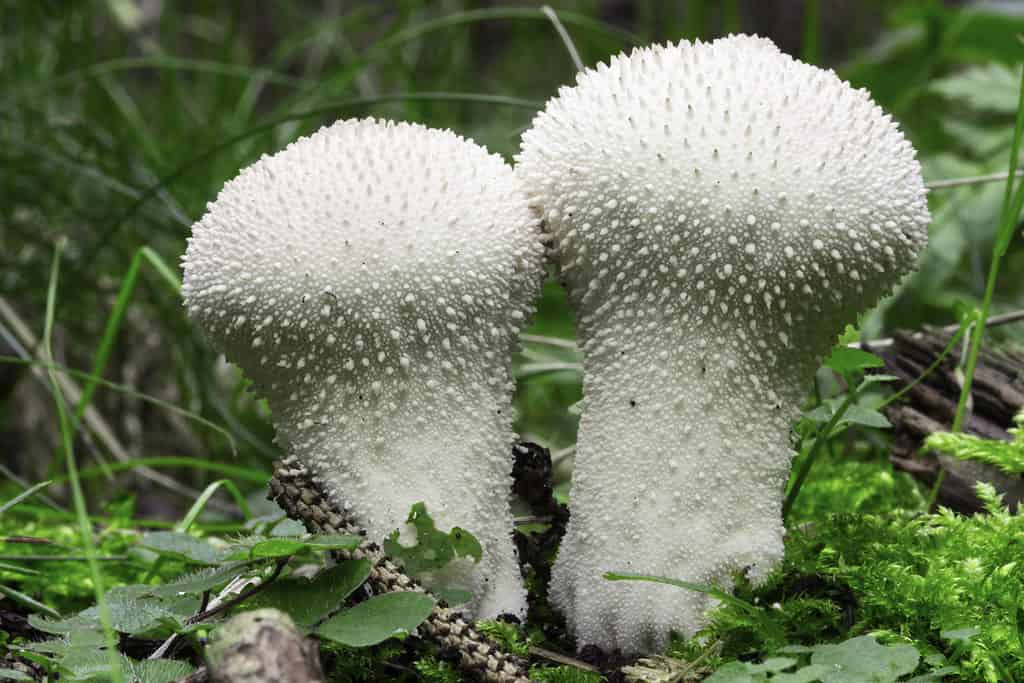 Common puffball (Lycoperdon perlatum) mushrooms