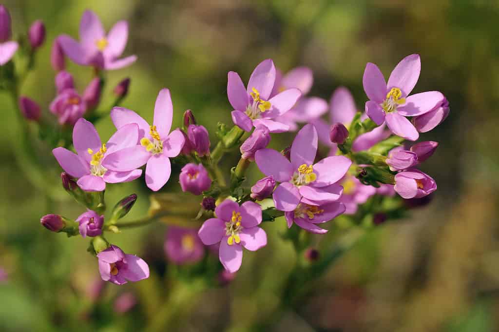Close-up of the pink blooms of the common centaury 