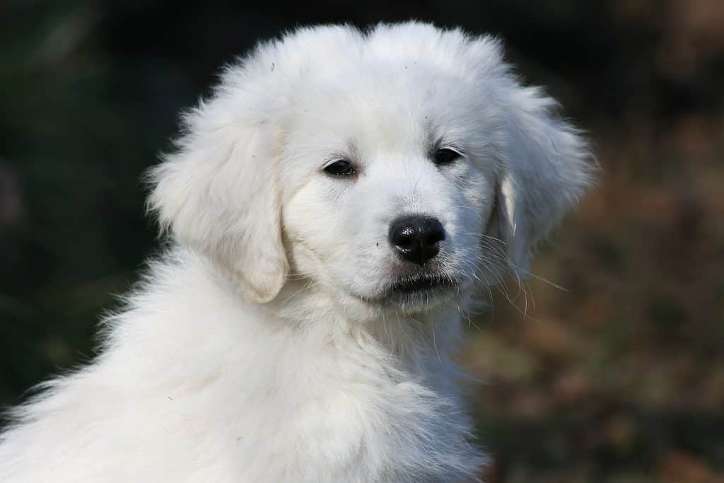 Slovak Cuvac puppy