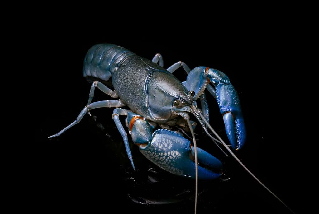 Cherax destructor — Common yabby