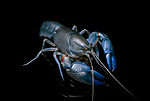 Freshwater crayfish