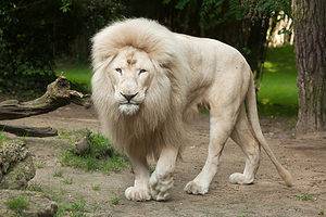 Watch a Tour Guide Get Within Feet of a Rare White Lion in South Africa Picture