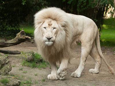 A Watch a Tour Guide Get Within Feet of a Rare White Lion in South Africa