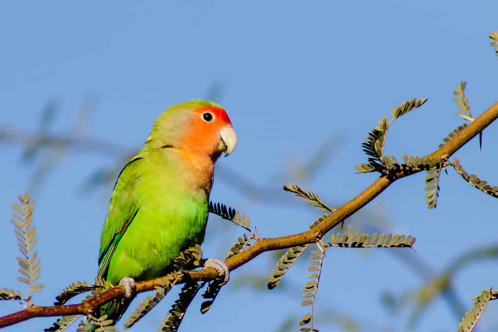 Wild Peach-faced Lovebird Complete Care Guide