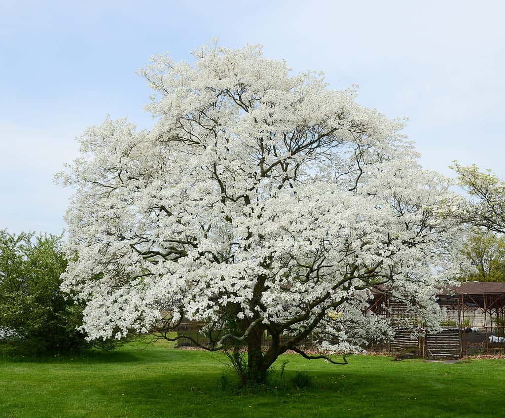 dogwood in full bloom