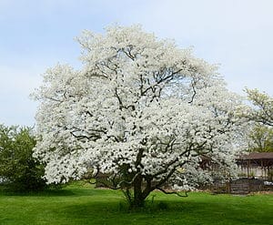 8 Reasons to Avoid Planting a Dogwood Tree in Your Yard Picture