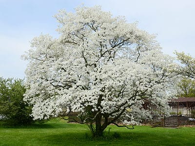 A 8 Reasons to Avoid Planting a Dogwood Tree in Your Yard