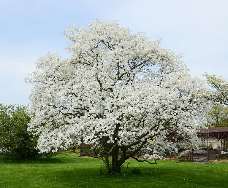 The 25 Best Small Flowering Trees to Spruce Up Any Yard AZ Animals