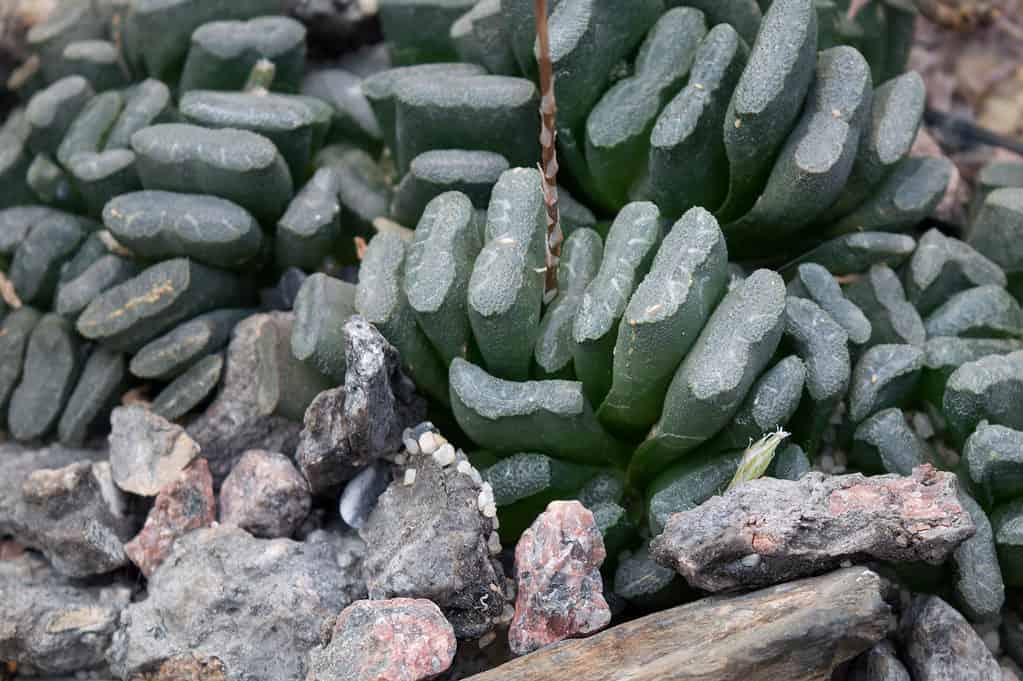 Horse's teeth succulent