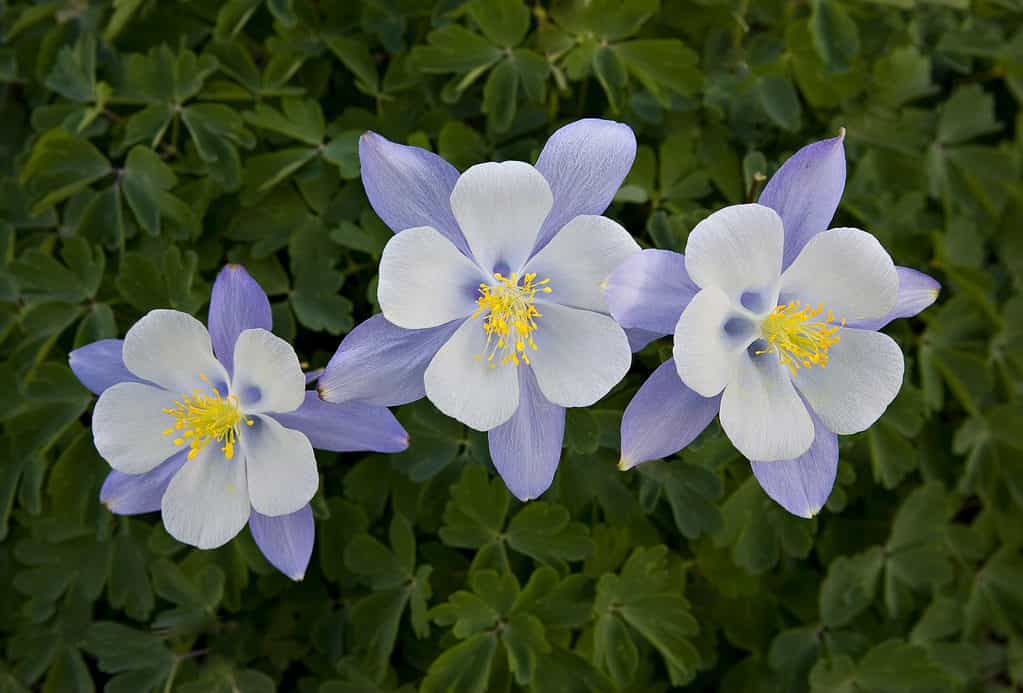 Beautiful Colorado blue Columbine.