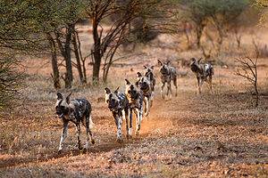 Pair of Protective Elephant Parents Charge at a Pack of Wild Dogs and Send Them Scattering photo