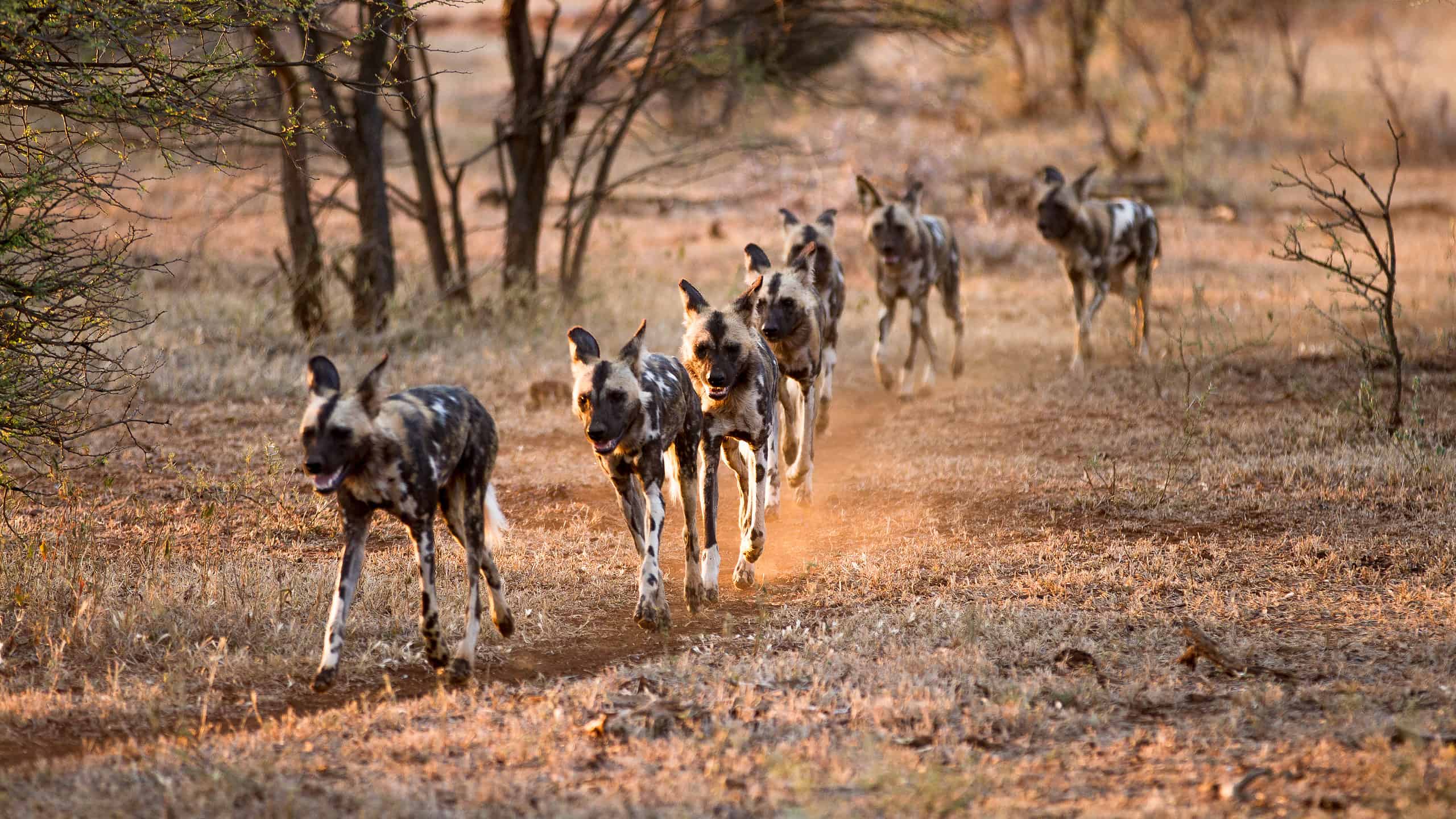 Wild dogs hunting
