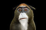 The De brazza's monkey is in central Africa.