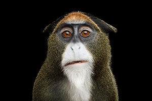 De Brazza's monkey