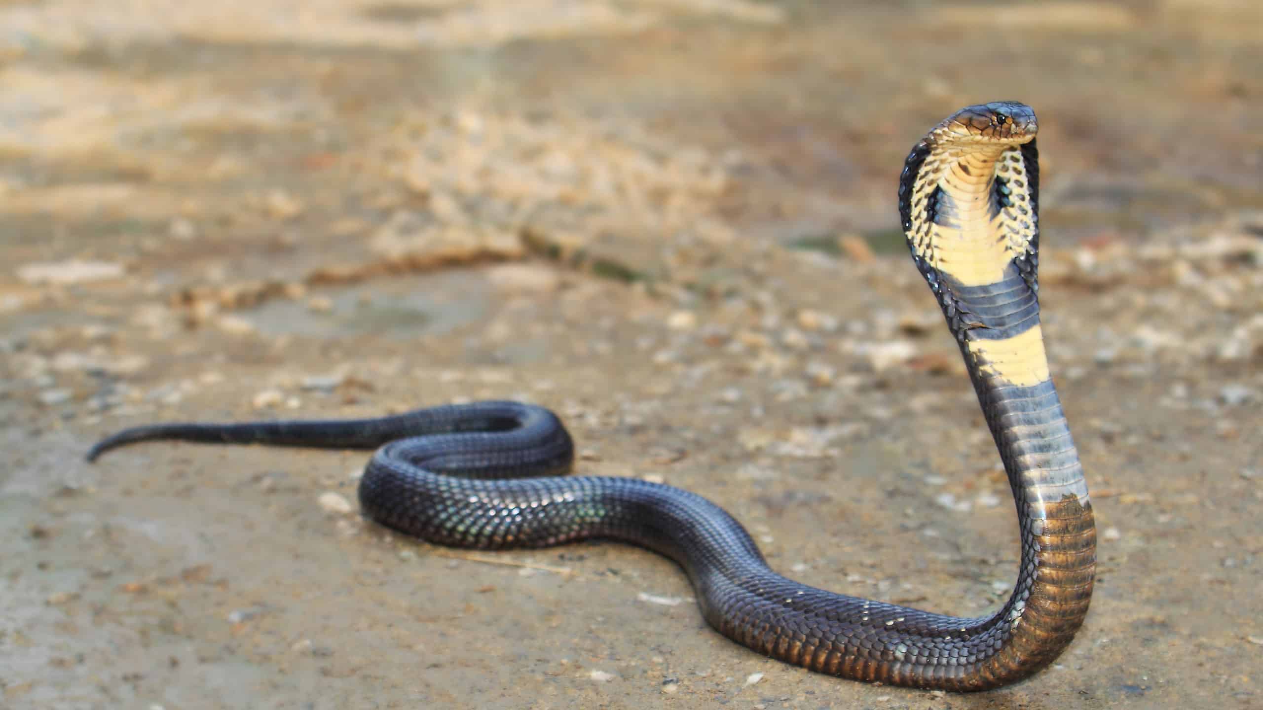 Cobra with raised heads