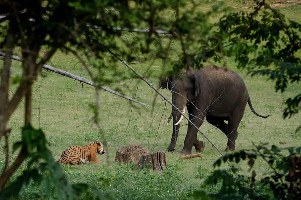 tiger eating elephant