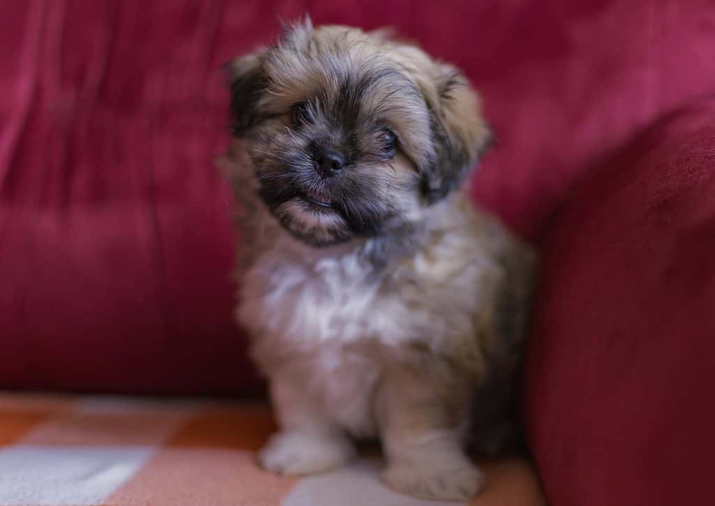 An adorable Peke-A-Tese puppy