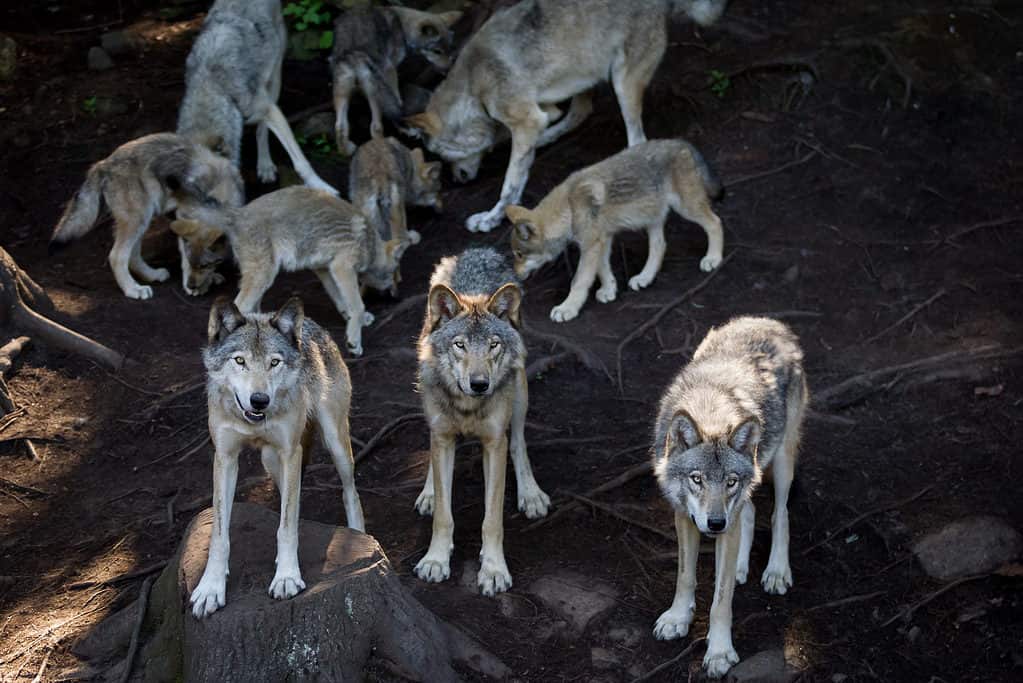 A pack of grey wolves (Canis Lupus)