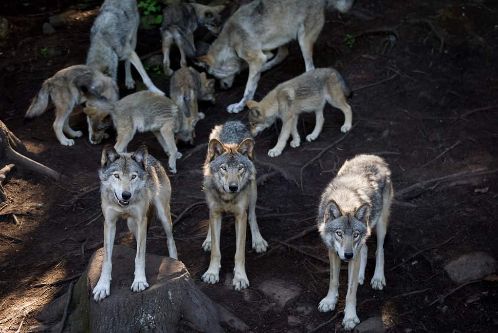 smoky mountains bear fighting wolves