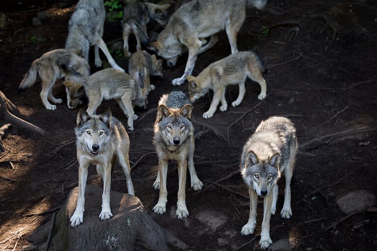 Wolves in Ohio: Last Appearance and Impact on the Ecosystem - A-Z Animals