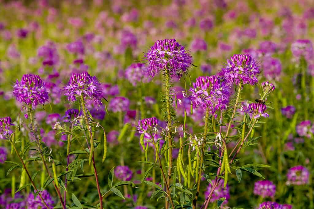 Purple Rocky Mountain bee plant, stinking clover, (Cleome serrulata)