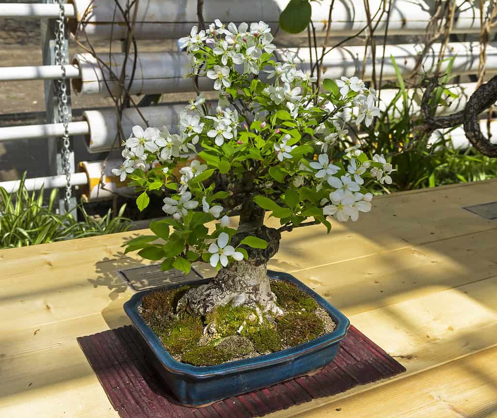 Crabapple bonsai in full bloom