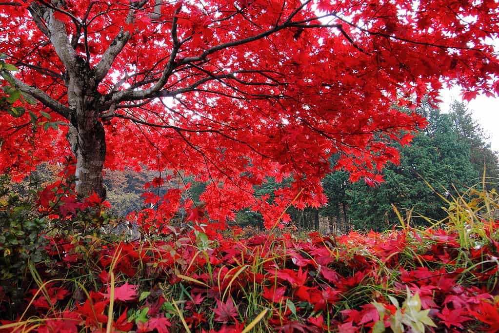 The red maple tree was spread branch gracefully in autumn.