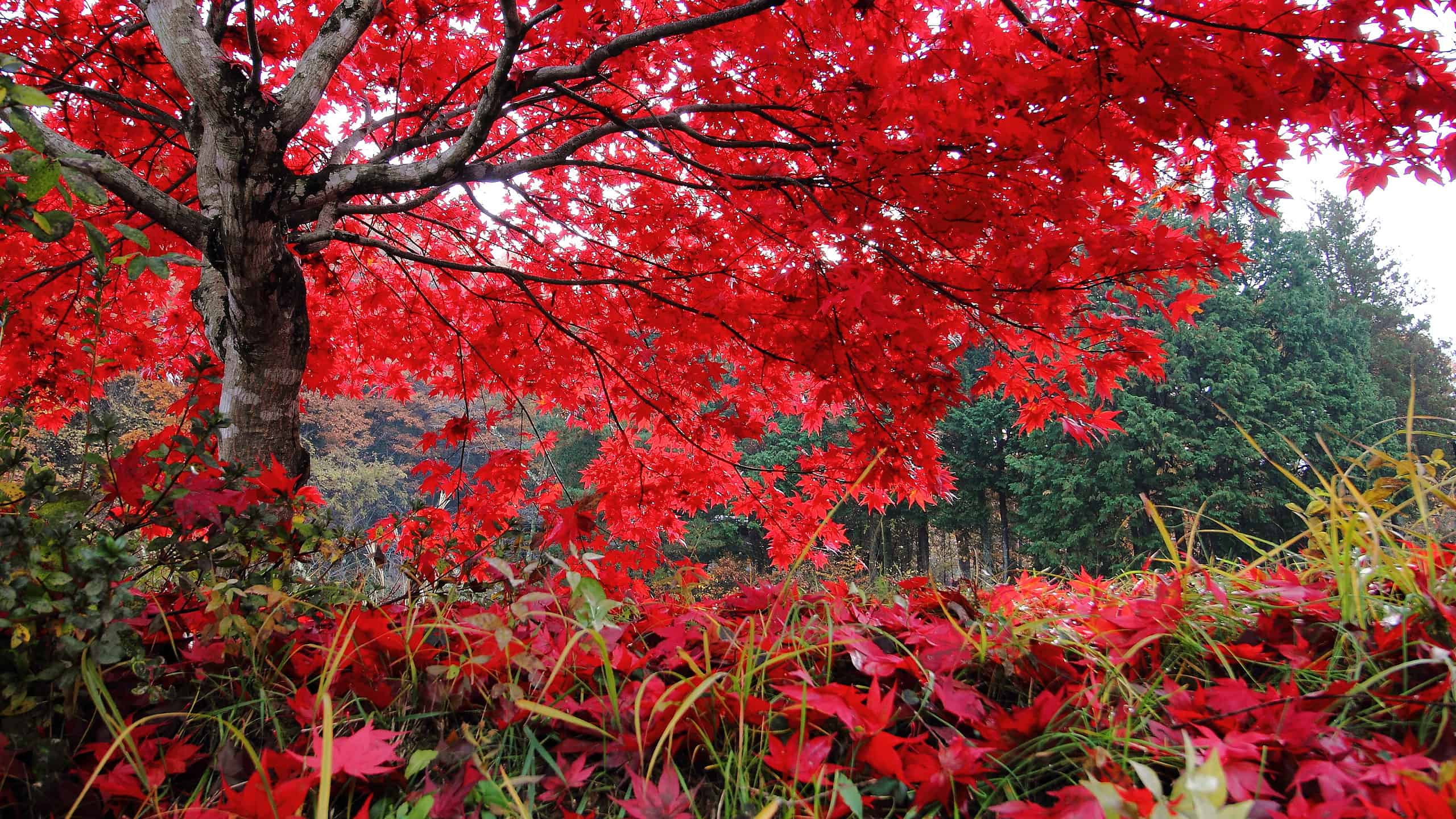 The red maple tree was spread branch gracefully in autumn.